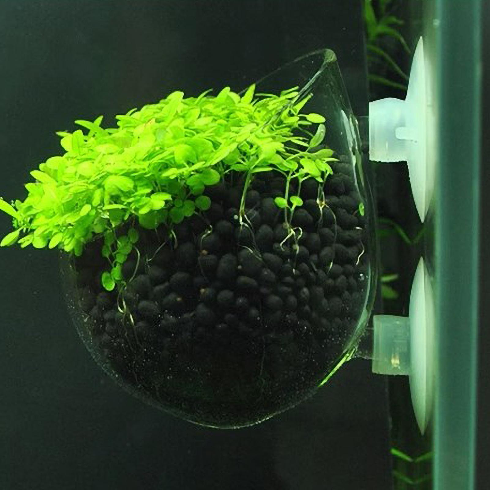Live Plant Aquarium - Aquarium Plant Holder Glass Aquatic Plant