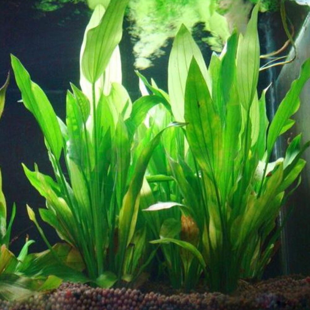 Live Plant Aquarium - 15cm Artificial Aquarium Decor Plants Water