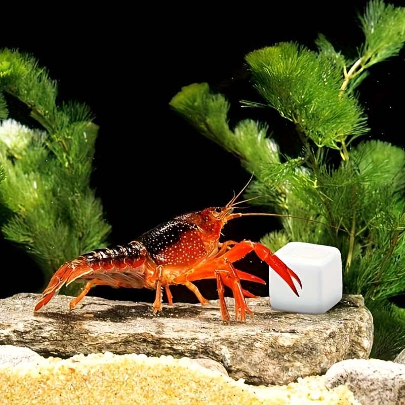 Aquarium Plants Live - 6 Pcs Fish Tank Calcium Block