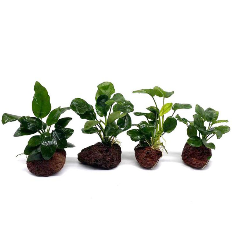 Núi Lửa Trang Trí Bể Cá Vật Có - đánh giá và giá Live Plant Aquarium