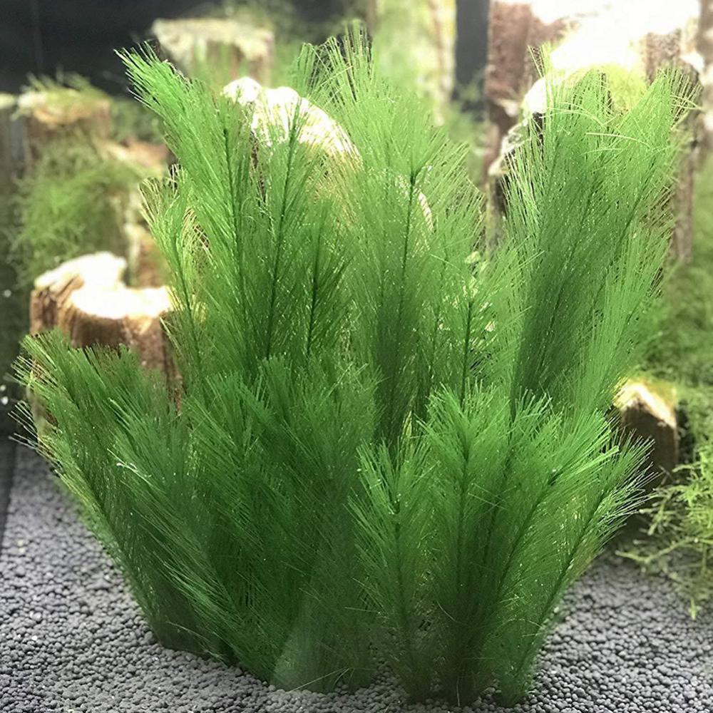 1/3Pcs 28/40cm Aquarium Fish T - đánh giá và giá Live Plant Aquarium