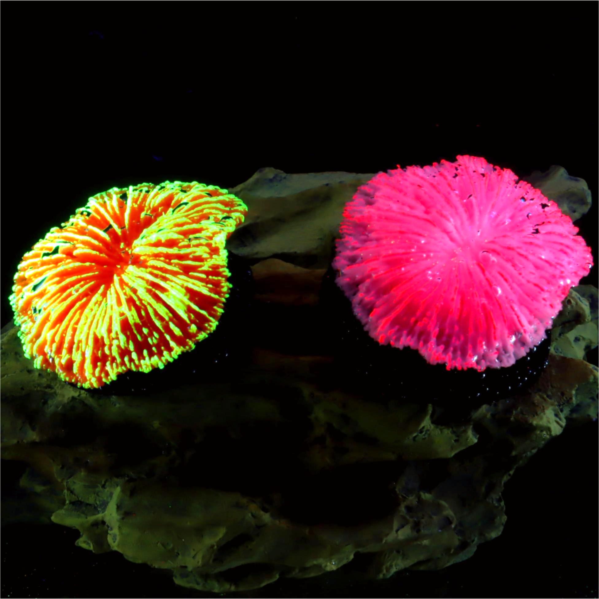 1 Piece Aquarium Decoration Sa - đánh giá và giá Live Plant Aquarium