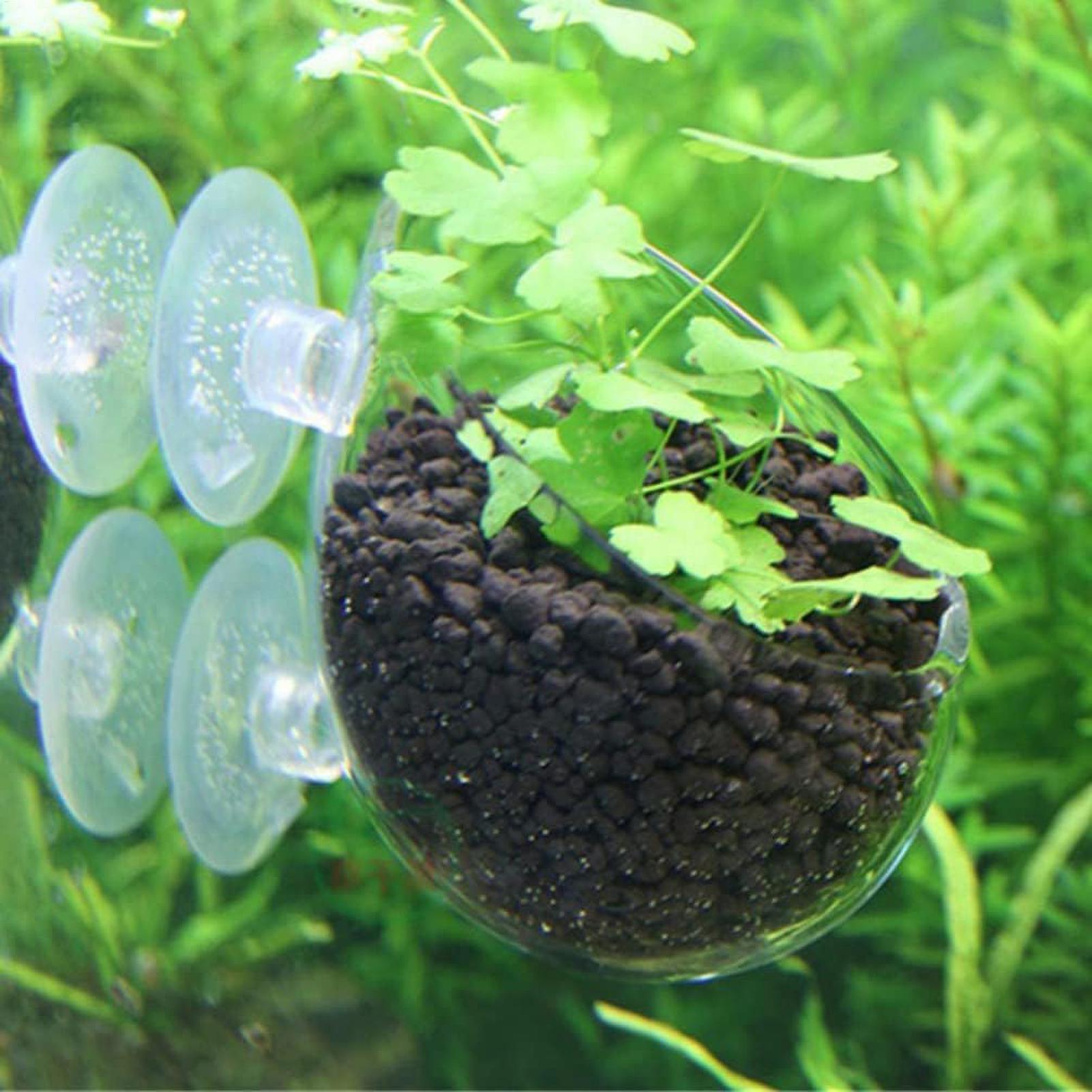 Aquarium Plant Holder Glass Aq - đánh giá và giá Live Plant Aquarium