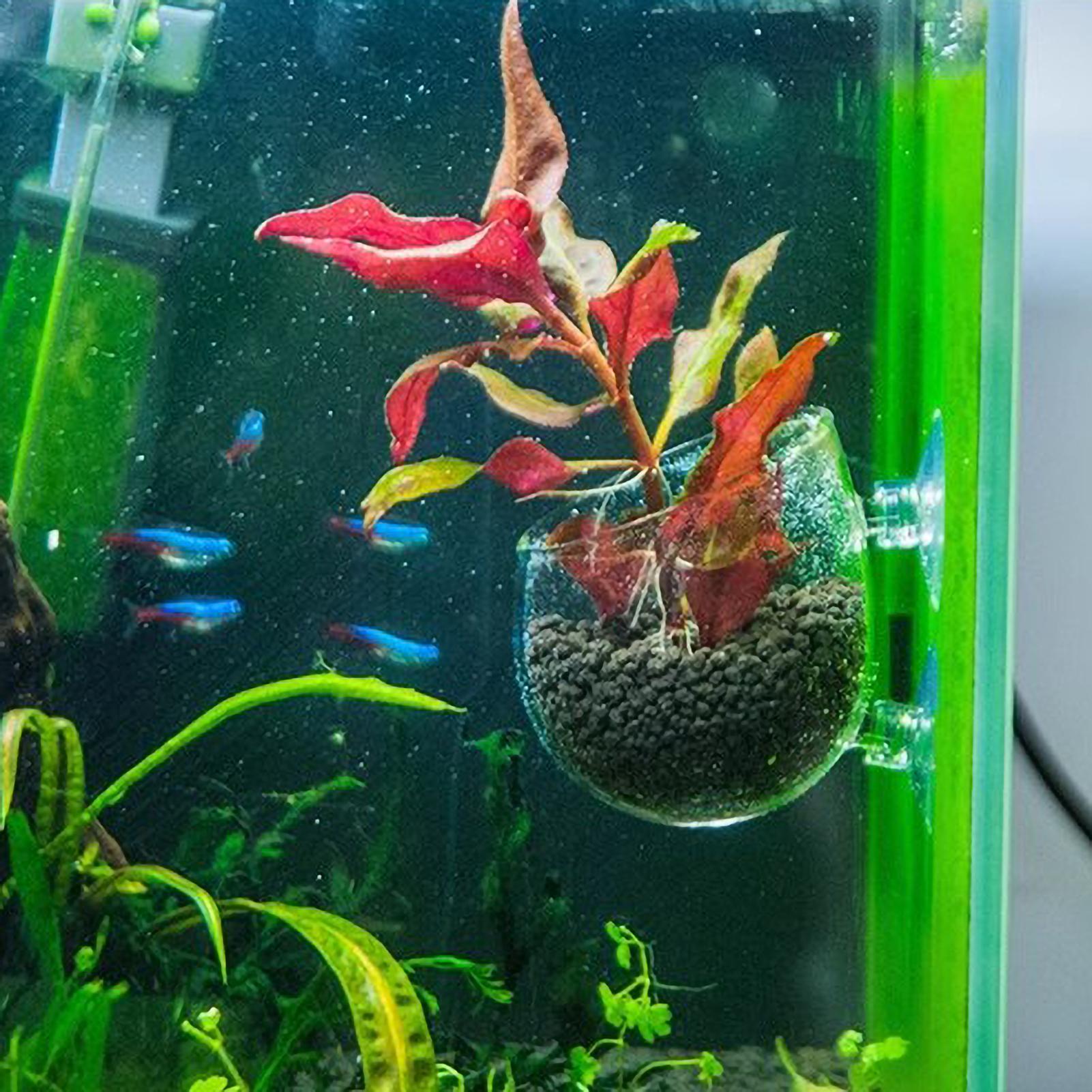 Aquarium Plant Holder Glass Aq - đánh giá và giá Live Plant Aquarium