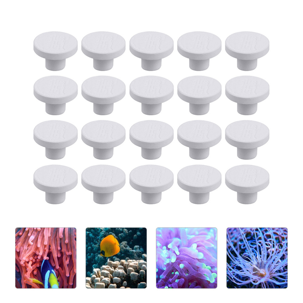 SPS Ceramic Coral Frag Plugs B - đánh giá và giá Aquarium Plants Live