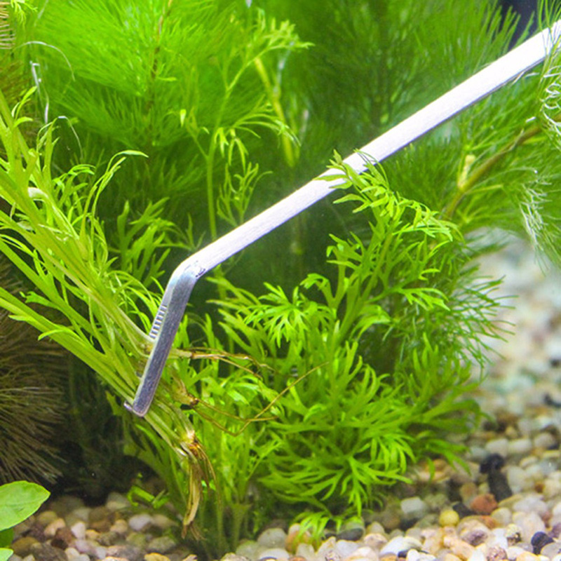 Professional Aquarium Maintena - đánh giá và giá Live Plant Aquarium