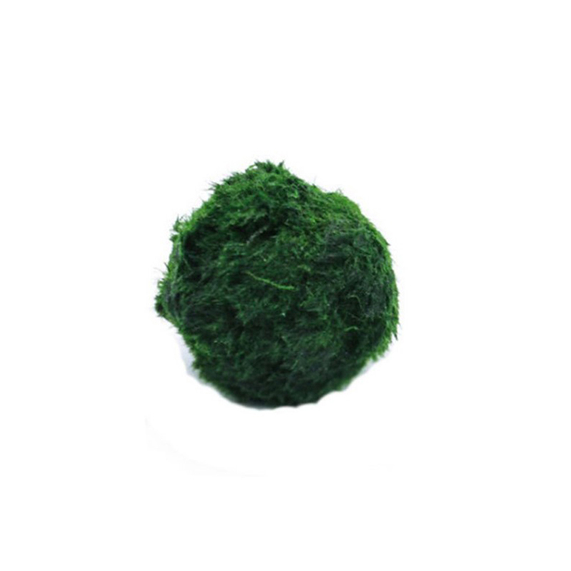 Marimo Moss Balls Live Aquariu - đánh giá và giá Live Plant Aquarium