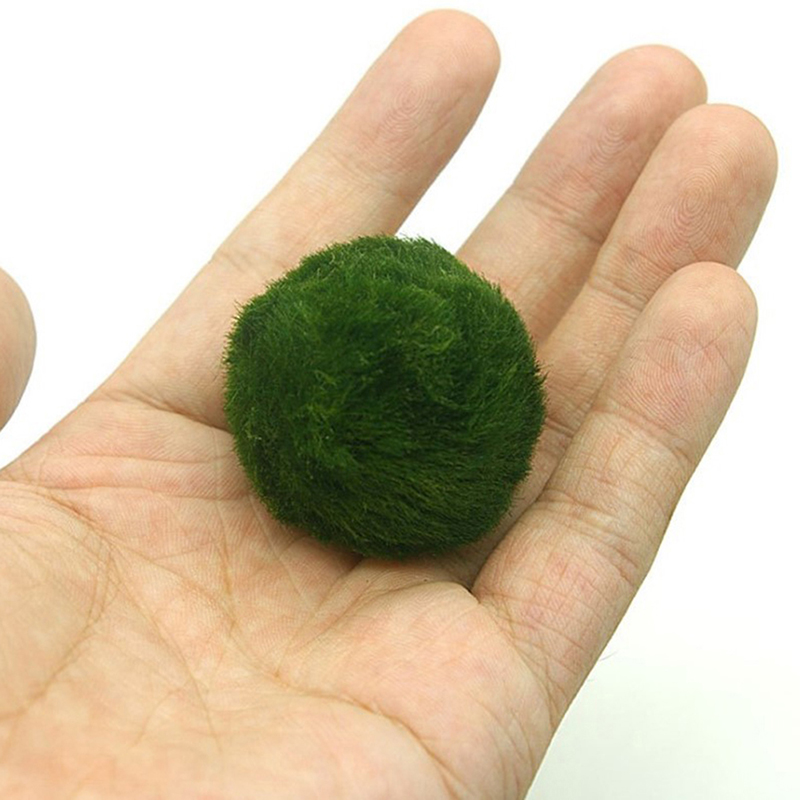 Marimo Moss Balls Live Aquariu - đánh giá và giá Live Plant Aquarium