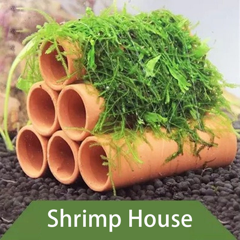 Đất Sét Trang Trí Bể Cá Tôm Ch - đánh giá và giá Aquarium Plants Live