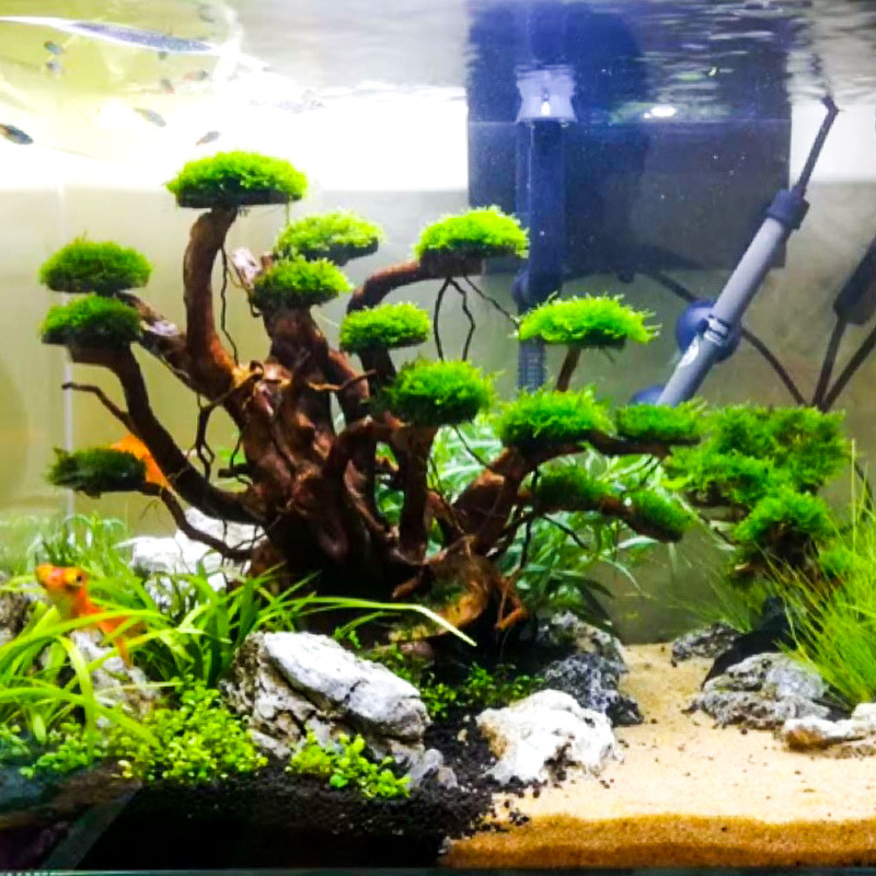 Aquarium Landscaping Moss Tree - đánh giá và giá Aquarium Moss