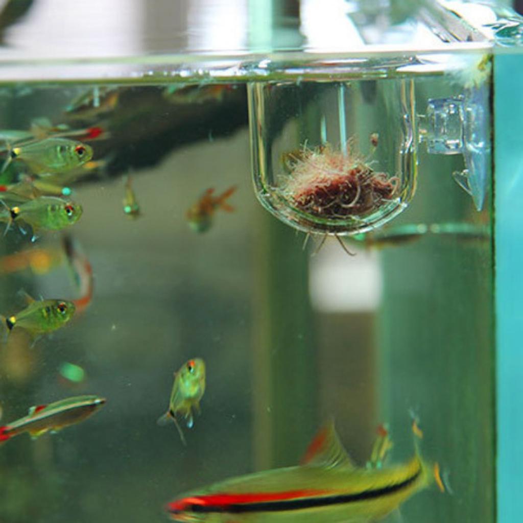 Fish Feeding Basket Glass Aqua - đánh giá và giá Live Plant Aquarium